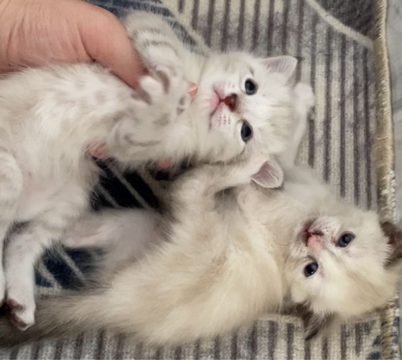 котята маленькие