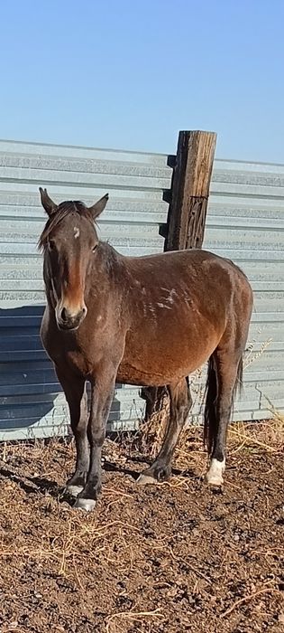 Биелер сатамын! 4бас құлынды  биелер,малдануғар