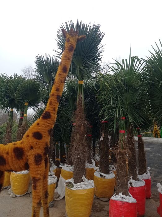 Palma traxkorps sovuq urmaydi