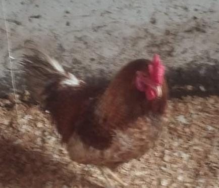 Продам  хороших петухов