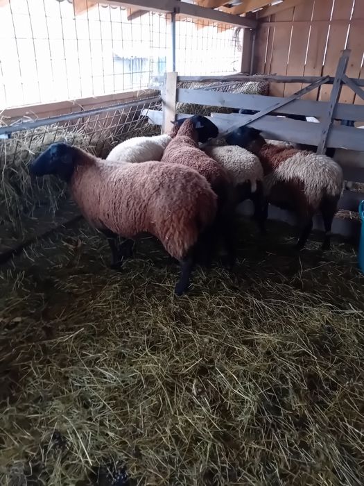 Vând oi jura gestante