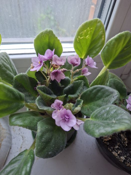 Фиалка Поль Баньян