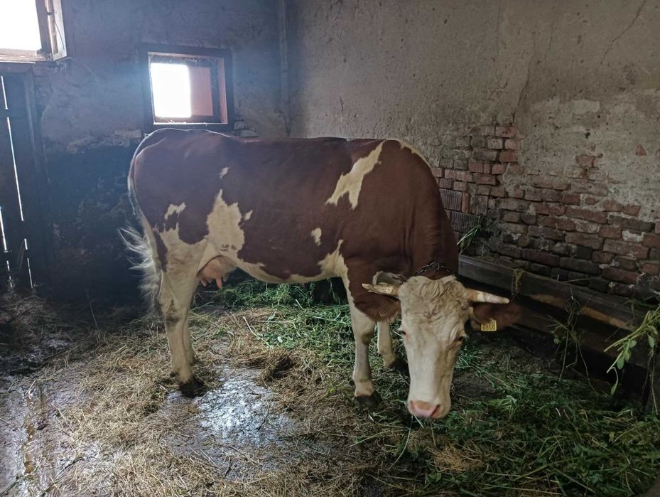 Vaca de vanzare 3 ani