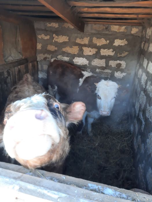 Продам 2 бычков и 1 телку.