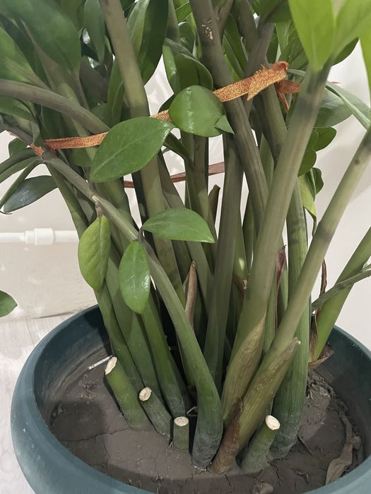 Продам дерево комнатное