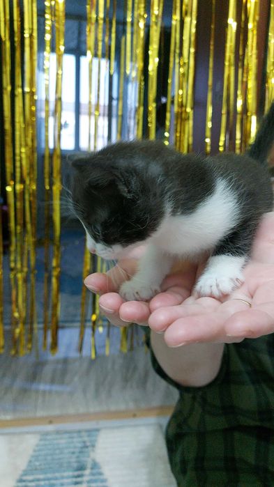 Домашний Котёнок мальчик