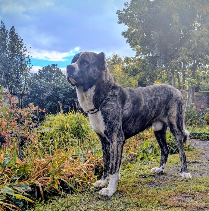 Алабай кабель только для вязки.