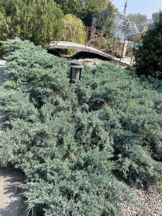 Елки и можевельники