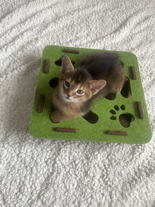 Продам абисинских котят
