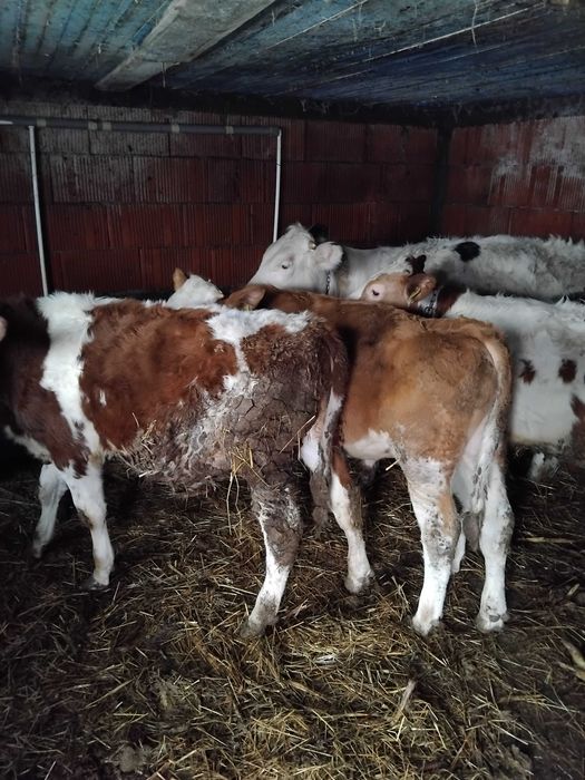 Vând șase tăurași