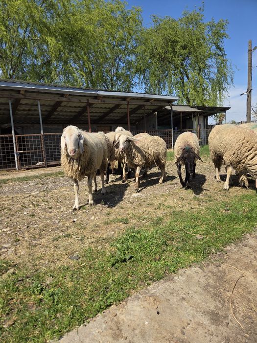Vând Berbeci sarbesti și Bergamo