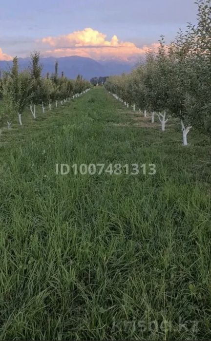 Продам сад яблоневый