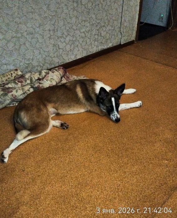 Щенок в поиске дома