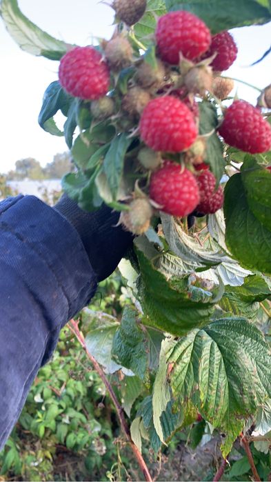 Drajoni- zmeura- polska