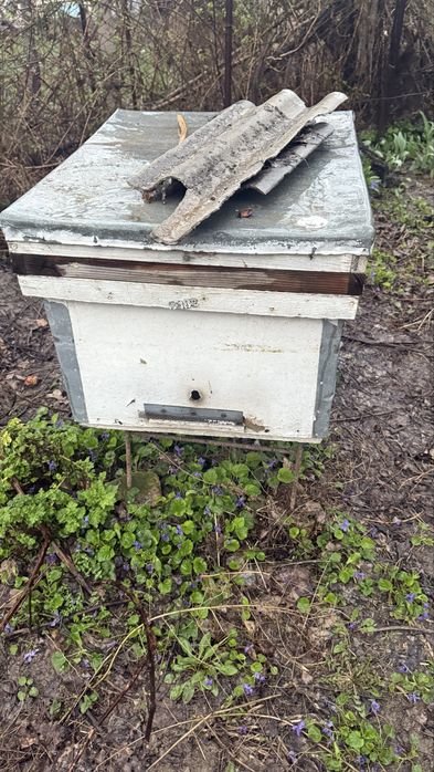 Продаются пчелоящики Пчелы