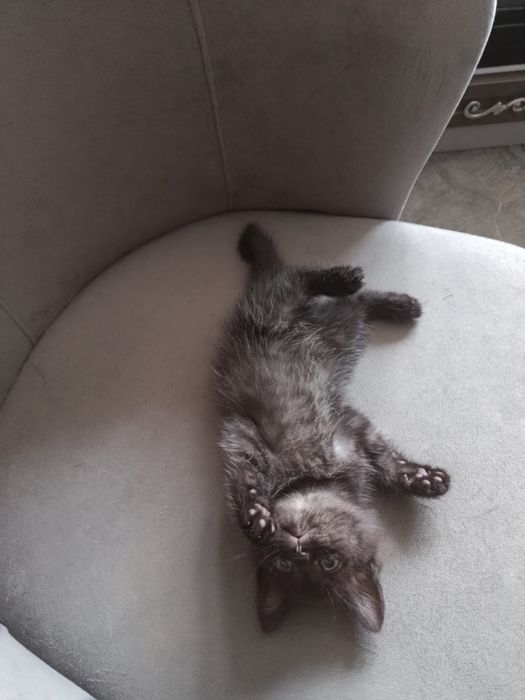 Котенок девочка американский бобтейл