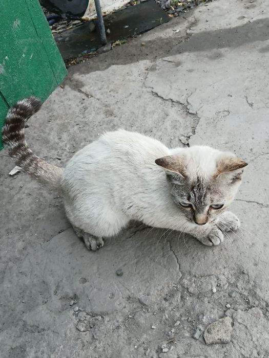 Кошка бесплатно?