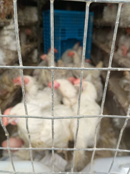 Продам Несушки годовалый.