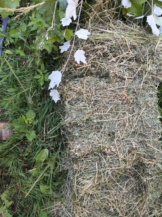 Baloți lucernă coasa a trreia