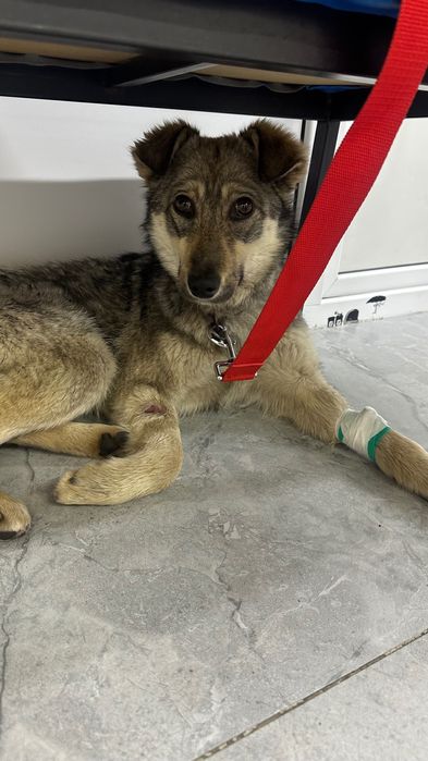 Найдена собака район Ремизовка