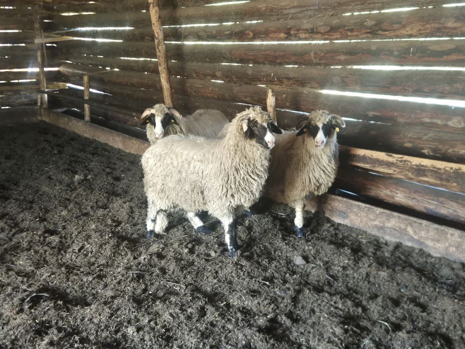 Disponibili berbecuți.