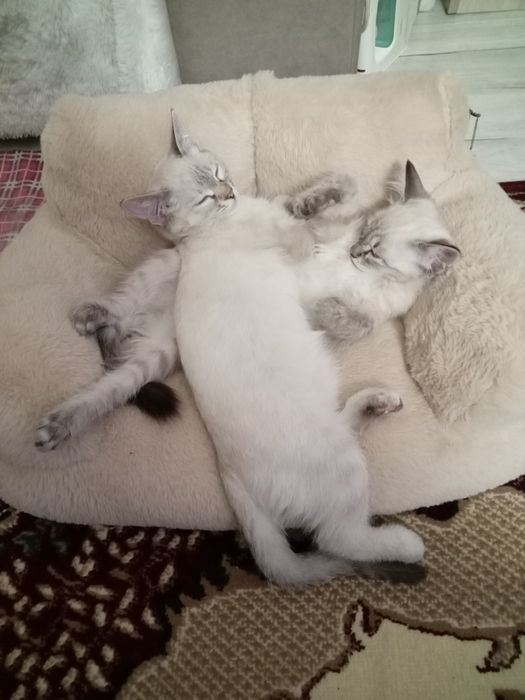 Продам тайскую кошечку