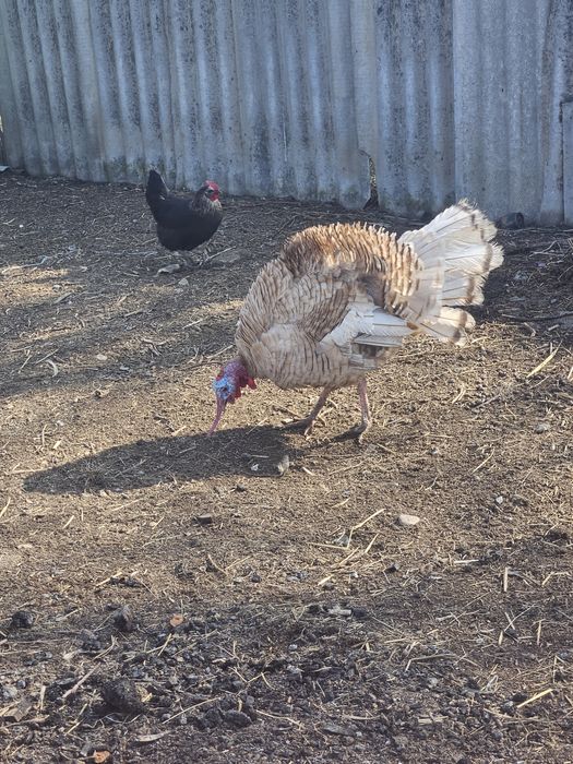 Продам индюк молодой самец
Здоровая птица.