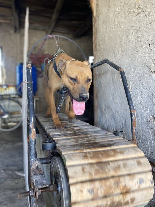 pitbull polni raduxa qani taza