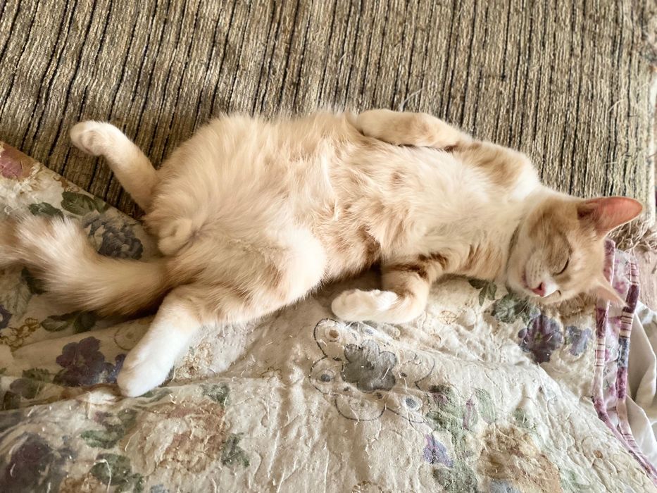 Котенок мальчик в хорошое руки