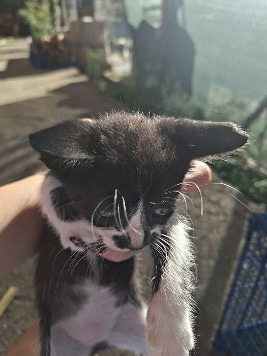 5 сладки котенца търсят нов любящ дом