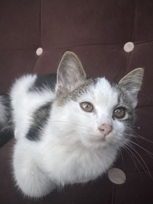 Отдам хороший руки котята 2 девушка 2 мальчик