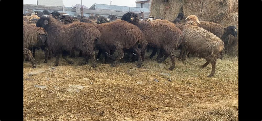 Токты кошкар сатылады