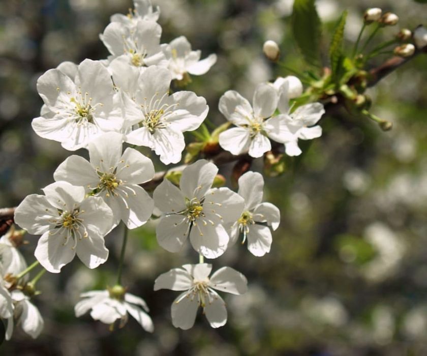 Продам саженцы вишни