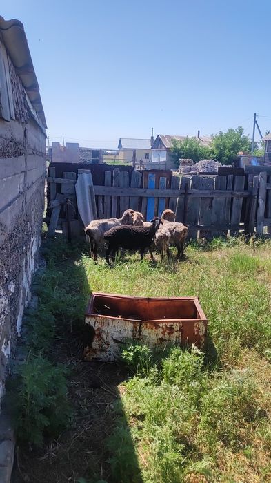Продам 4 барана овцаматки