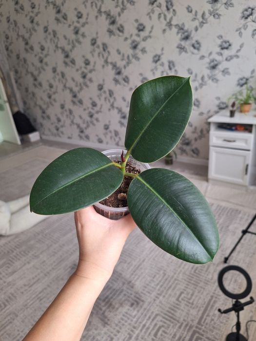 Отростки укорененные