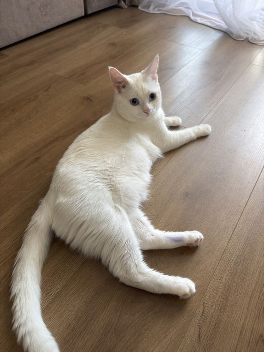 Отдам кота в добрые руки