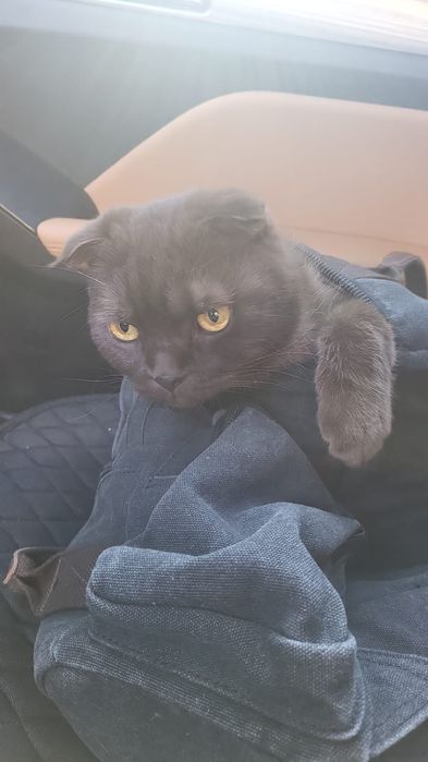 Отдам взрослого кота