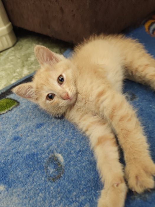 Котята от красивой мамы
