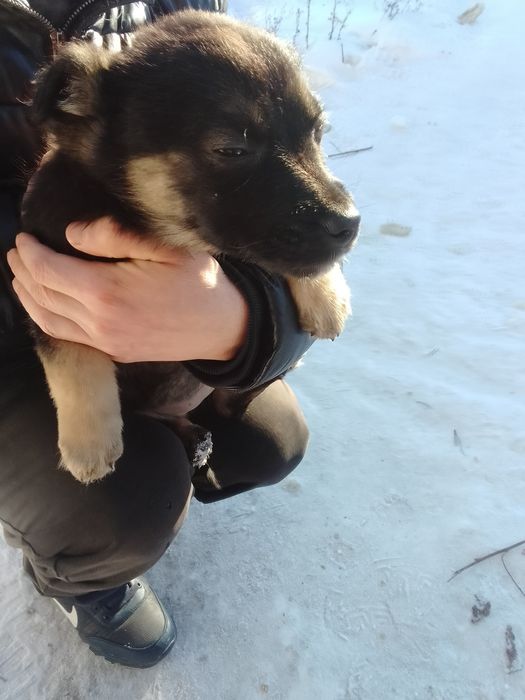 Отдам щенков двух