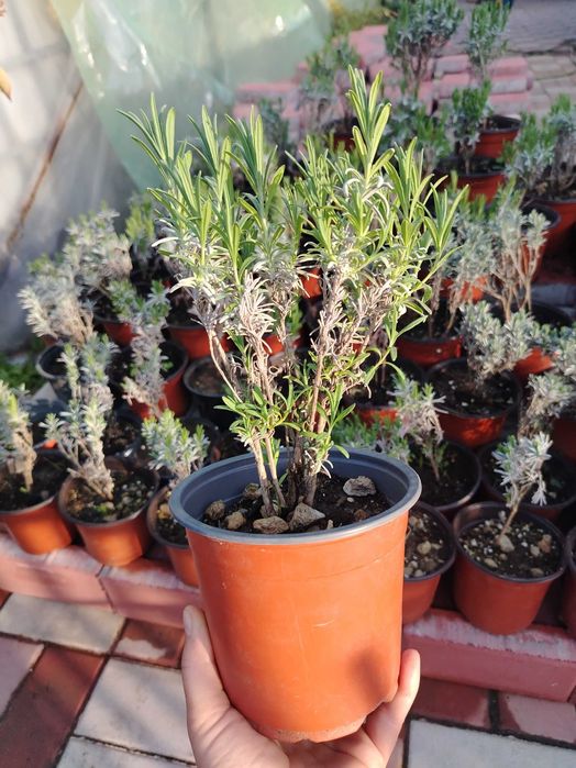 Lavandă Sevtopolis la ghiveci – plantă parfumată pentru grădină sau balcon