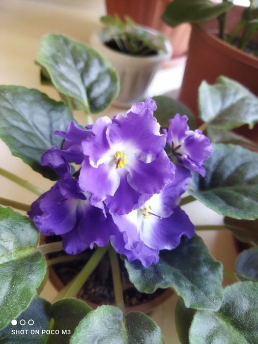 Фиалка  цветок..