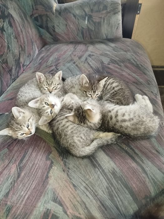 Котята в добрые ручки