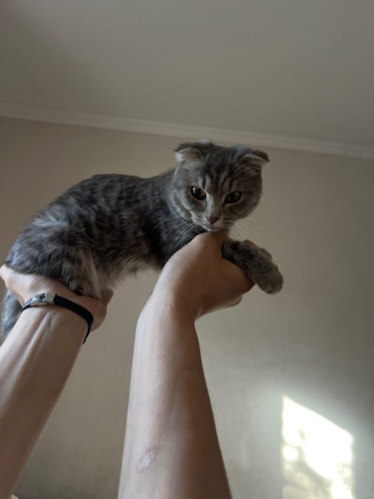 Шотландский вислоухий котик