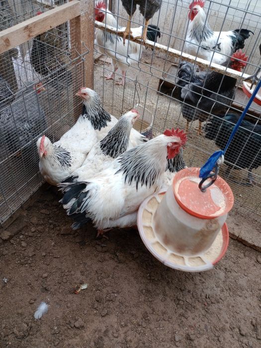 Vând familie de păsări Australorp