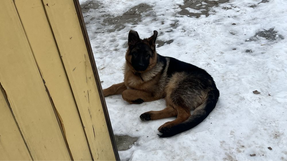 Продам щенка немецкой овчарки