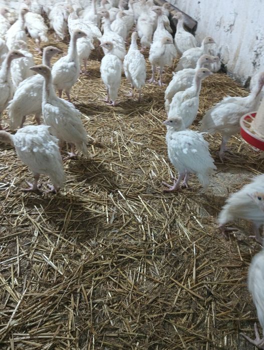 Pui de curca , rase de carne