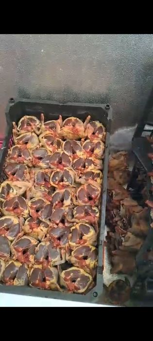 Сизые голуби из степи