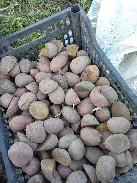 Samarqand tumaniga esma urugʻlik sotiladi