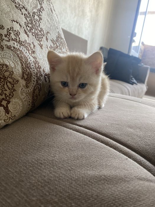 продам котят британцев