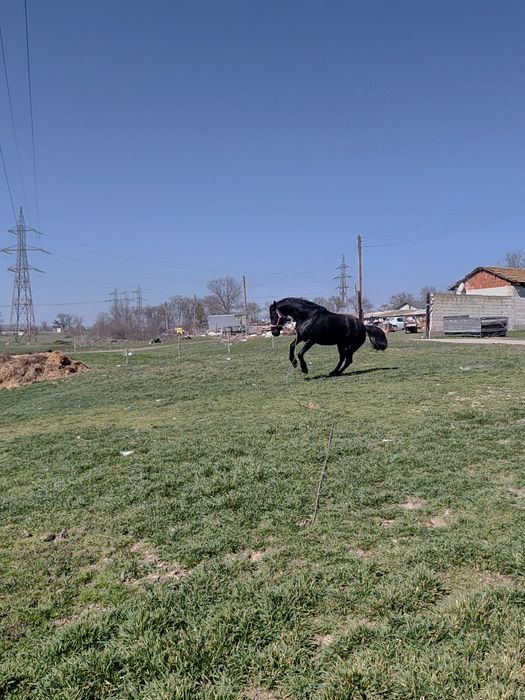 Vând iapă de 6 ani metis de Nonius cu Frizian